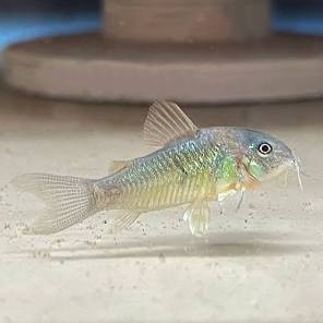 (75) Aeneus Cory Green