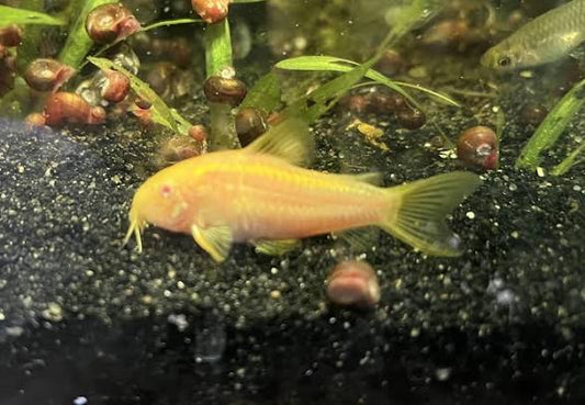 Corydoras Gold Albino