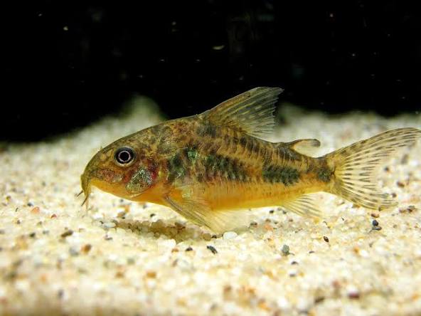 (72) Peppered Corydoras