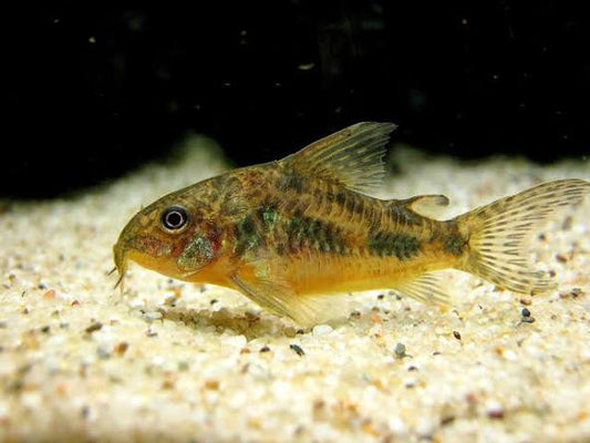 (72) Peppered Corydoras