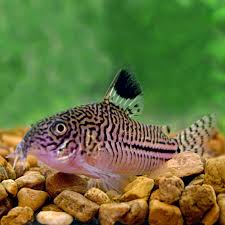 (71)Julii Corydoras