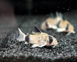 (69)Panda Corydoras