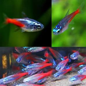 Diamond Neon Tetra