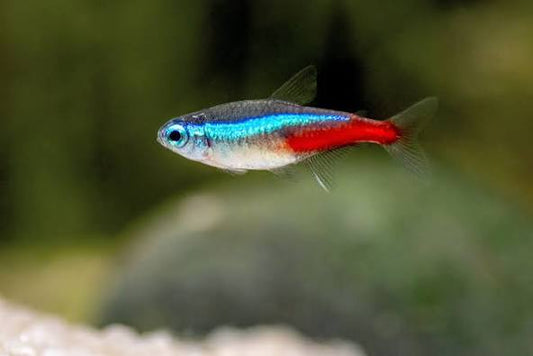 (68)Neon Tetra