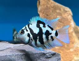 (58) Blue Polar Parrot Cichlid