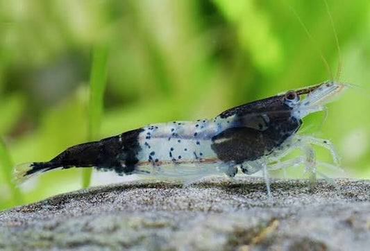 Black rili shrimp (pack of 20)