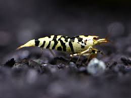 black tiger shrimp (pack of 20)