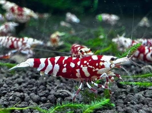 Red tiger shrimp ( Caridina pack of 20)