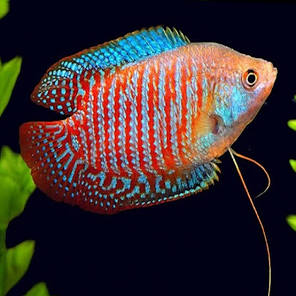 dwarf gourami (pack of 6)
