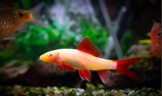 Albino Rainbow Shark (pack of 6)