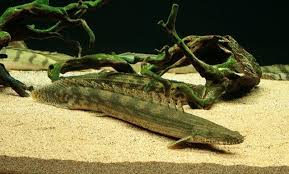Lapradei bichir 3in (pack of 3)