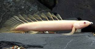 (33) Albino Cuvier bichir 2-3''