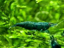 Jade green shrimp (pack of 20)