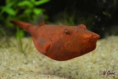 Red Miurus Pufferfish
