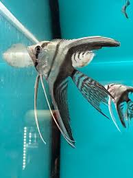 veiltail half black angelfish 1'' (pack of 6)