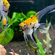 three-color angelfish 1'' (pack of 6)