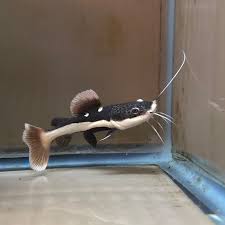 red tail catfish 3'' (pack of 6)