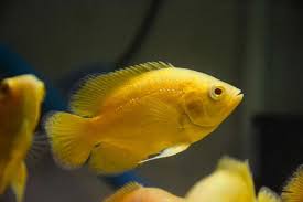 (18) Yellow Oscar 3''
