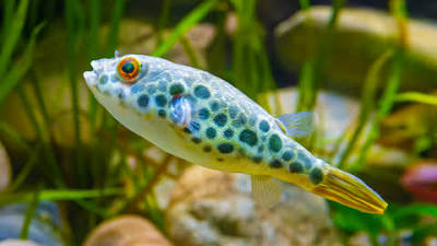 (193) Spotted Congo Pufferfish