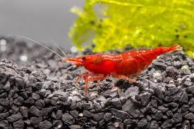 (48) Red Sakura shrimp (pack of 10)