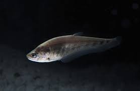 clown knifefish 2-3in