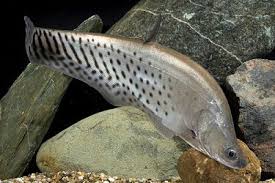 (6) Royal Clown Knifefish