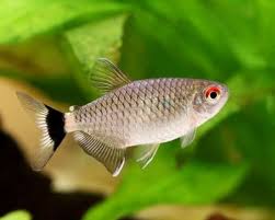 (23) red-eye tetra