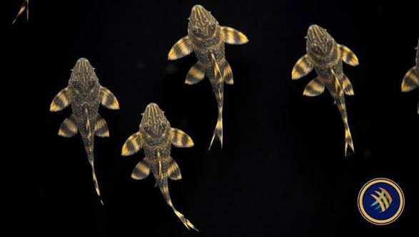 (9) L398  Tankei Pleco 4in