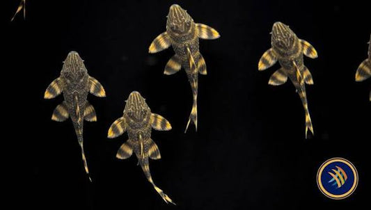 L398 Tankei pleco 3in