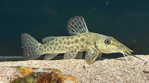 (195) Giraffe Nose Catfish