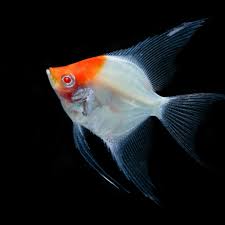 (157) Albino red cap angelfish