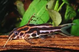 (196) Synodontis flavitaeniatus Catfish