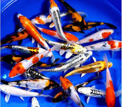 Standard Koi 3-4in (pack of 6)