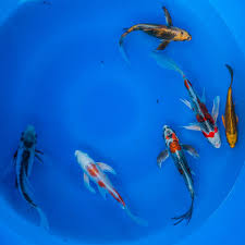 Butterfly Koi (pack of 6)