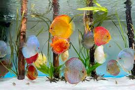 (177) Large Discus 4.5-6in