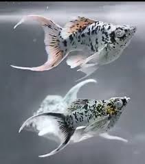 (179) Marble Balloon Molly