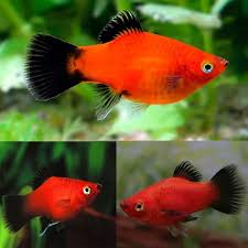 (180) Red Wagtail Platy