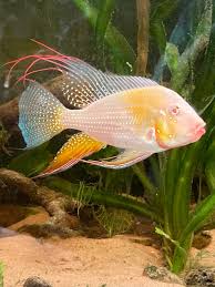 (181) Albino Heckilli Geos