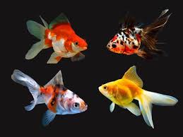 (182) Assorted fantail goldfish