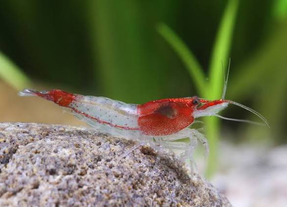 (45) Red Rili shrimp (pack of 10)