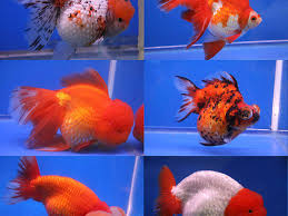 (185) Fancy Goldfish