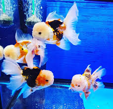 Premier Oranda Goldfish Large Size 6in (pack of 3)