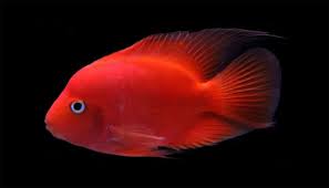 King Kong Parrot Fish (pack of 6) Red/Yellow