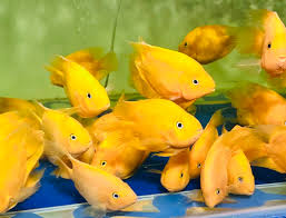 (202)  Yellow King Kong Parrot Fish 4in