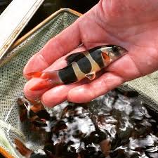 oddball clown loach (pack of 6)