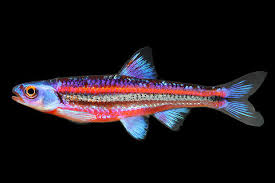 rainbow shiner (pack of 6)