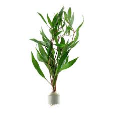 Hygrophila corymbosa (pack of 5)