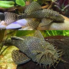 bristlenose pleco (pack of 10)