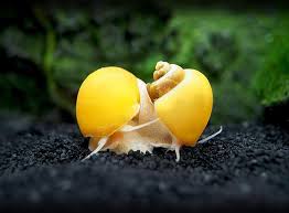 (26) Yellow Apple Snails