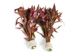 Alternanthera reineckii 'Cardinalis (pack of 5)